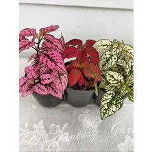 Serada Decor Plant Koyu Pembe Hostes Çiçeği 1 Adet Saksılı Hypoestes 10-15 cm