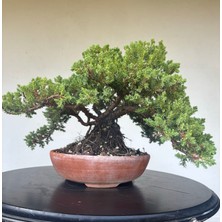 Yalova Bonsai Art Nana Ardıç Bonsai Ağacı