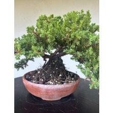 Yalova Bonsai Art Nana Ardıç Bonsai Ağacı