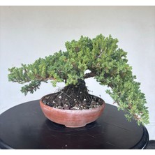 Yalova Bonsai Art Nana Ardıç Bonsai Ağacı