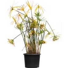 Işık Peyzaj Cyperus Alternifolius - Japon Şemsiyesi (40-60 Cm)