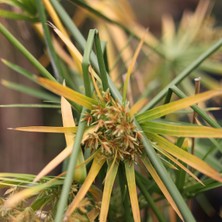 Işık Peyzaj Cyperus Alternifolius - Japon Şemsiyesi (40-60 Cm)