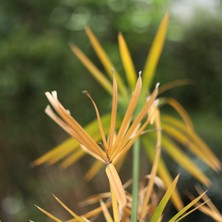 Işık Peyzaj Cyperus Alternifolius - Japon Şemsiyesi (40-60 Cm)