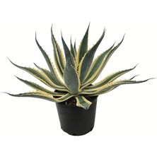 Işık Peyzaj Agave Americana Variegata (25 Lt)