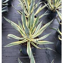 Işık Peyzaj Agave Americana Variegata (25 Lt)