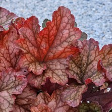 Işık Peyzaj Heuchera Paprika (5 Lt)