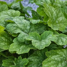 Işık Peyzaj Heuchera Renoir - Mercan Çanı Çiçeği (5 Lt)