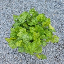 Işık Peyzaj Heuchera Renoir - Mercan Çanı Çiçeği (5 Lt)