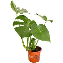 My Çiçekçim Monstera Deliciosa Deve Tabanı Ev Ofis Salon Iç Mekan Bitkisi 30-40 cm