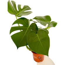 My Çiçekçim Monstera Deliciosa Deve Tabanı Ev Ofis Salon Iç Mekan Bitkisi 30-40 cm