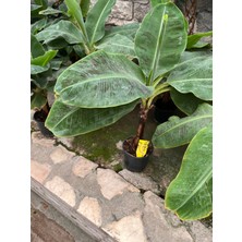 Denizin Garden Musa Banana Muz Ağacı P27