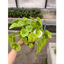 Denizin Garden Pilea Çiçeği - Çin Para Çiçeği Ithal