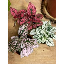 Garden Box Kırmızı-Pembe-Beyaz Renk Hostes Çiçeği 3 Adet(Hypoestes) 10-15CM