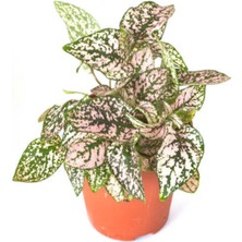 Garden Box Pembe Renk Çilli Yapraklı Hostes Çiçeği (Pink Hypoestes) 10-20CM
