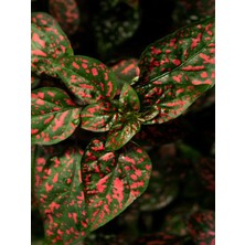 Garden Box Kırmızı Hostes Çiçeği 1 Adet Saksılı (Red Hypoestes) 10-20CM