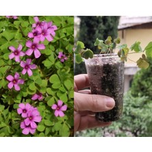 Morlalem Yeşil Yapraklı Pembe Çiçekli Uyku Çiçeği Yoncası, Oxalis Obtusa, Yonca Çiçek Fidanı