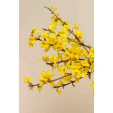 Bahçevilya 3 Adet 1-2 Yaş Arası Tüplü Altın Çanak (Forsythia) Fidanı - Canlı Sarı Çiçekli Dekoratif Fidanlar