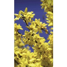 Bahçevilya 3 Adet 1-2 Yaş Arası Tüplü Altın Çanak (Forsythia) Fidanı - Canlı Sarı Çiçekli Dekoratif Fidanlar