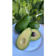 Avokado