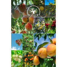 Kaplıca Fidancılık 10 Adet Karışık Meyve Fidanı Paket 13