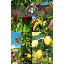 Kaplıca Fidancılık 10 Adet Karışık Meyve Fidanı Paket 9