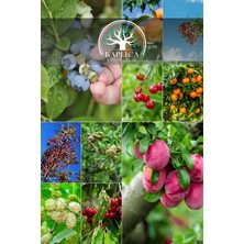 Kaplıca Fidancılık 10 Adet Karışık Meyve Fidanı Paket 18