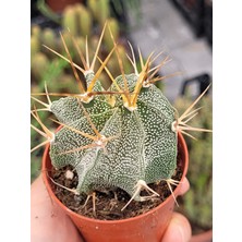 Embitki Astrophytum Özel Tür Kaktüs