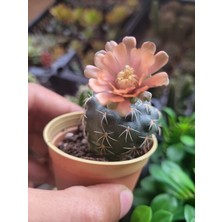 Embitki Ithal Gymnocalycium Baldianum-Pembe ve Kırmızı Çiçek Açar.