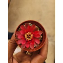 Embitki Ithal Gymnocalycium Baldianum-Pembe ve Kırmızı Çiçek Açar.