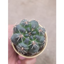 Embitki Ithal Gymnocalycium Baldianum-Pembe ve Kırmızı Çiçek Açar.