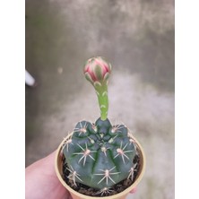 Embitki Ithal Gymnocalycium Baldianum-Pembe ve Kırmızı Çiçek Açar.