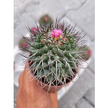 Embitki Mammillaria Kaktüs-Bol Çiçek Açar