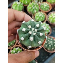 Embitki Echinopsis Subdenudata-Beyaz Çiçekaçar