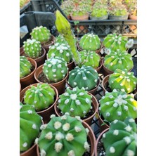 Embitki Echinopsis Subdenudata-Beyaz Çiçekaçar