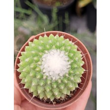 Embitki Mammillaria Polythele Inermis Kaktüs