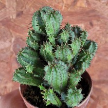 Embitki Euphorbia Submammillaris-Bol Yavrulu