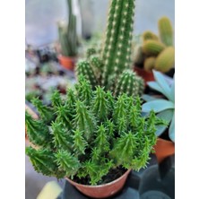 Embitki Euphorbia Submammillaris-Bol Yavrulu