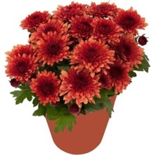 Isparta Gülü Hüzün Çiçeği Kırmızı Kasımpatı Krizantem 5-10 cm Chrysanthemum