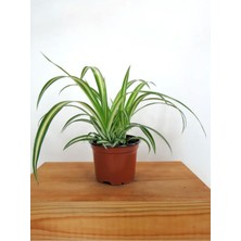 Garden Box Sarı Alacalı Kurdele Çiçeği Chlorophytum Comosum 20-40CM