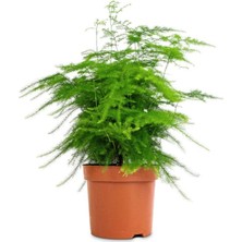 Garden Box Tül Kuşkonmaz Çiçeği 1 Adet Asparagus SETACEUS15-30CM