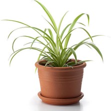 Garden Box Kurdele Çiçeği Chlorophytum Comosum Variegatum 20-40CM