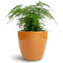 Garden Box Dolgun Formlu Asparagus Setaceus Tül Çiçeği 15-30CM