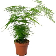 Garden Box Yeşil Formlu Tül Çiçeği 1 Adet Saksılı 15-30CM (Asparagus Setaceus)