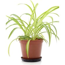 Garden Box Canlı Formlu Kurdele Çiçeği 1 Adet Saksılı Salon Iç Mekan Çiçeği