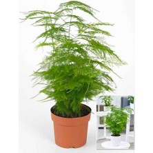 Garden Box Hediyelik Dekoratif Canlı Salon Çiçeği 1 Adet 15-30CM (Asparagus Setaceus)
