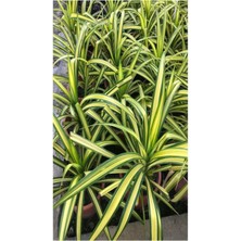 Garden Box Chlorophytum Comosum Kurdele Çiçeği 1 Adet Saksılı 20-40CM