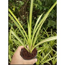 Garden Box Kurdele Çiçeği Sarı Alacalı 1 Adet Saksılı 20-30CM