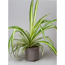 Garden Box Chlorophytum Comosum Sarı Alacalı Kurdele Çiçeği 30-40CM