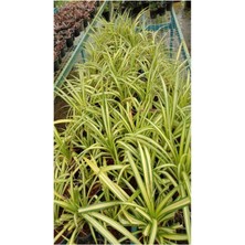 Garden Box Bol Köklü Dolgun Kurdele Çiçeği (Chlorophytum Comosum) 20-40CM