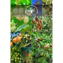 Kaplıca Fidancılık 10 Adet Karışık Meyve Fidanı Paket 25